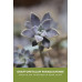 Graptopetalum Paraguayense bud, Succulents plant