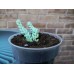 Donkey Tail Sedum Morganianum Succulents Plant  (This Sample Sold)