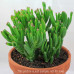 Crassula ovata 'Gollum'  - Succulents Plant