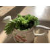 Donkey Tail (Burro's Tail) Sedum Plant #4 Succulents