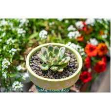 Echeveria 'Lola' - Succulents Plant #2