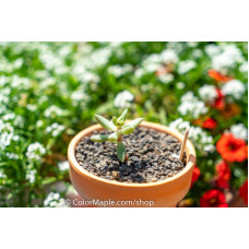 Echeveria agavoides - Succulents Plant