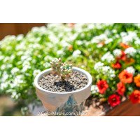 Sedum rubrotinctum ‘Aurora’ – Pink Jelly Beans  - Succulents Plant #2