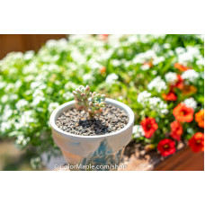 Sedum rubrotinctum ‘Aurora’ – Pink Jelly Beans  - Succulents Plant #2