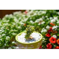 Sedum rubrotinctum ‘Aurora’ – Pink Jelly Beans  - Succulents Plant #1