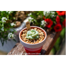 Echeveria 'Ice green' - Succulents Plant