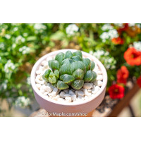 Haworthia cooperi var. truncata (YuLu) -Succulents Plant #1