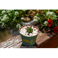 Haworthia cooperi var. truncata (YuLu) -Succulents Plant #2