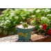 Haworthia cooperi var. truncata (YuLu) -Succulents Plant #2