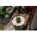 Haworthia cooperi var. truncata (YuLu) -Succulents Plant #2