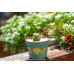Haworthia cooperi var. truncata (YuLu) -Succulents Plant #2