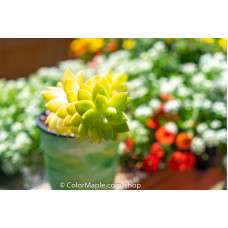 Sedum Alice Evans - Succulents Plant