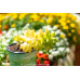 Sedum Alice Evans - Succulents Plant