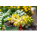 Sedum Alice Evans - Succulents Plant