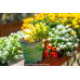Sedum Alice Evans - Succulents Plant