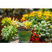 Sedum Alice Evans - Succulents Plant