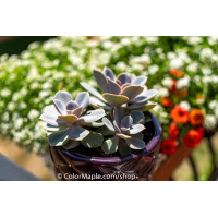 Echeveria ‘Perle Von Nurnberg’  - Succulents Plant