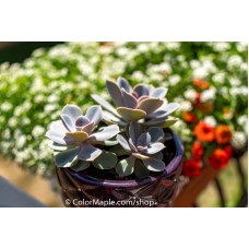 Echeveria ‘Perle Von Nurnberg’  - Succulents Plant