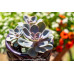 Echeveria ‘Perle Von Nurnberg’  - Succulents Plant