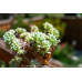 Extraordinarily prolific- Succulents Plant