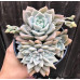 Graptopetalum Paraguayense bud, Succulents plant