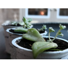 Graptopetalum Paraguayense bud, Succulents plant