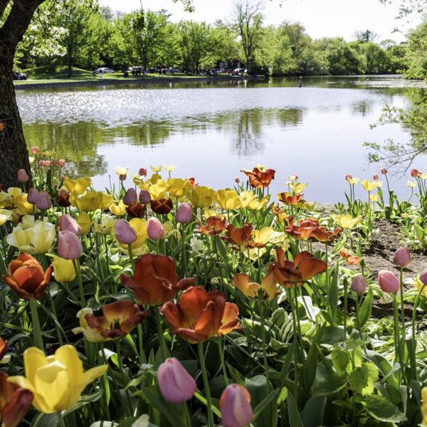 Tulip Festival in Ottawa 2017